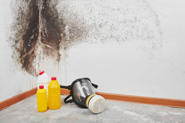 Best DIY Mold Remediation Support Services in Tanglewilde, WA